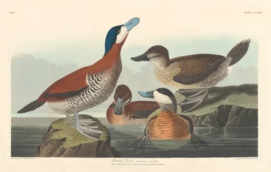 Rumiana kaczka, 1836